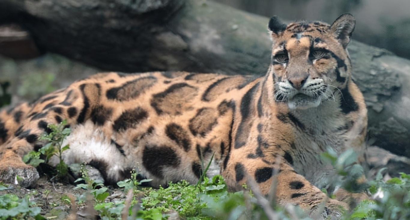 喜马拉雅山|它再次现身喜马拉雅山，科学家：并不是好事！