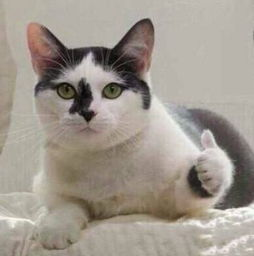 『程序员』小米生态链迷你版“奥迪”!1分钟10万转,1600W功率,程序员:盘