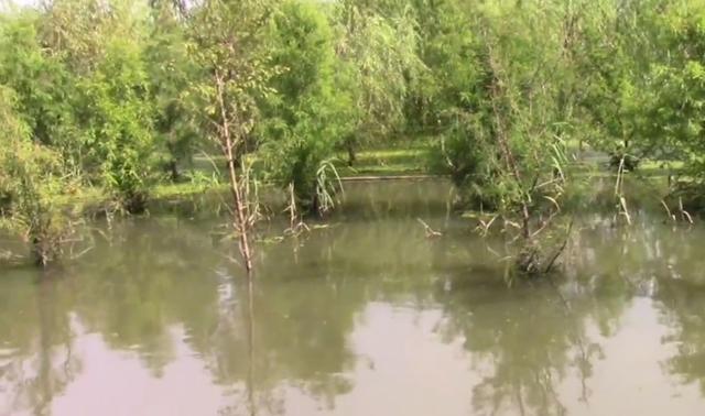食人鱼|安徽巢湖，成群“食人鱼”在湖边树林游荡，钓鱼人蜂拥而至