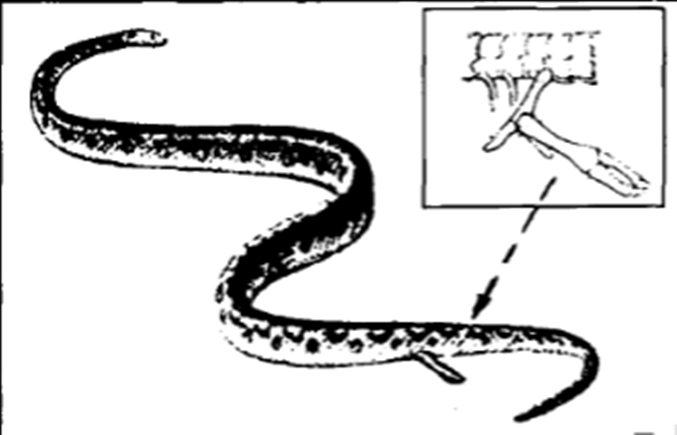 火星@蛇的寿命一般是多久？