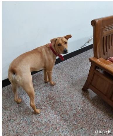 饲主先带黑狗出门！吃醋汪气呼呼用铁头撞门抓破纱窗