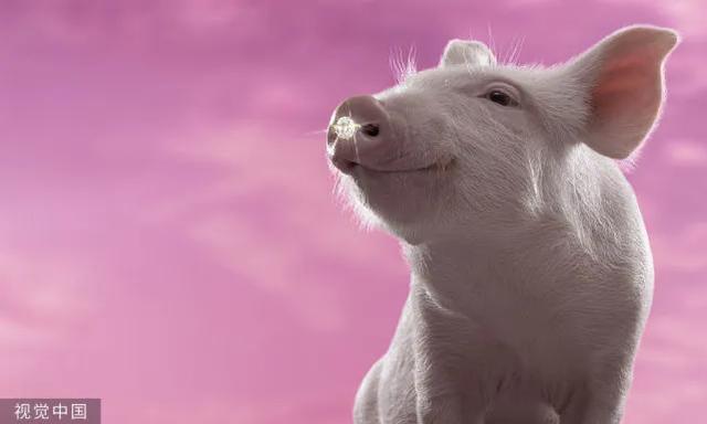 「生猪价格」2020.6.2明日猪价，猪价一触即发！全线反弹势不可挡