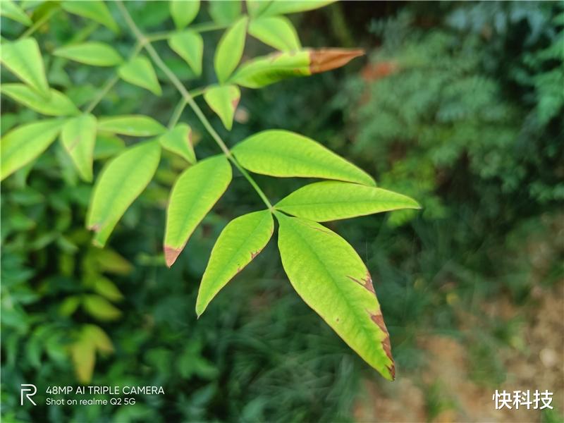 realme|1199元到手realme真我Q2评测：性价比新王名不虚传