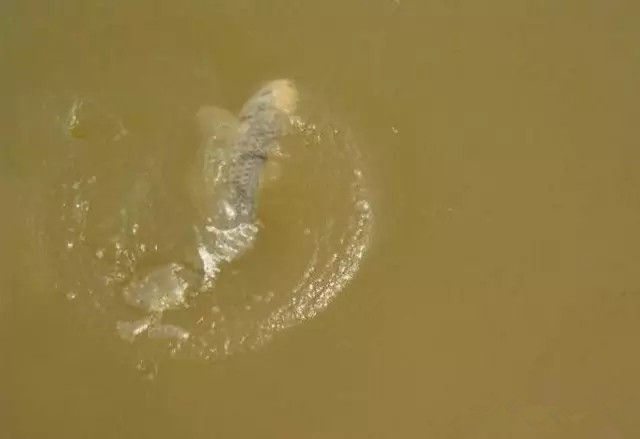 饵料|钓目必须露出水面?不,负目钓浮还真不需要钓目露出水面