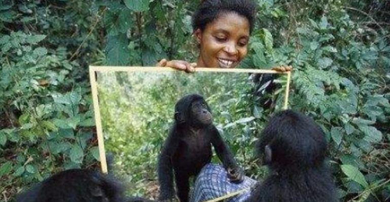 黑猩猩▲那只与人类婴儿一起长大认为自己是人类的黑猩猩，结局却成这样！