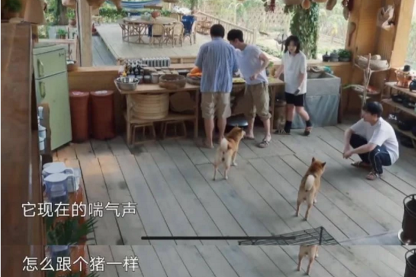 「王珞丹」王珞丹刚要退货，观众就发现小OH没活力，何炅也看出狗狗不对劲