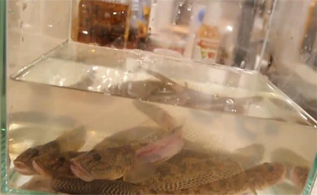 章鱼■亚洲最“残忍”鱼肴，活割鱼片后抛回水缸，鱼骨架竟出现这般景象