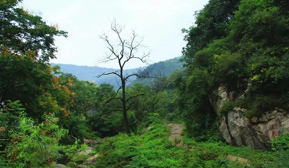 扬子晚报|女子失联4天后在树杈上被发现，她经历了…