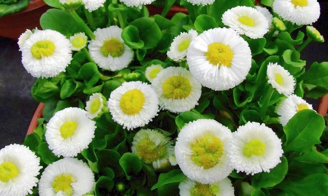 生肖|8月中旬，万事安宁，双喜临门，4生肖事业顺风顺水，爱情琴瑟和谐