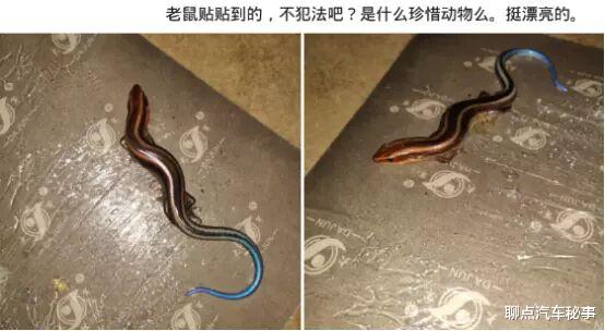 「科学家」“朋友家看到的，估计认识的不超过10人” 网友的叫法真是太有才了