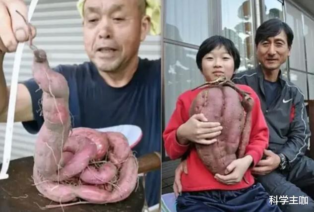 核辐射|核辐射有多恐怖？看看日本核辐射后的蔬菜水果，你就知道了！