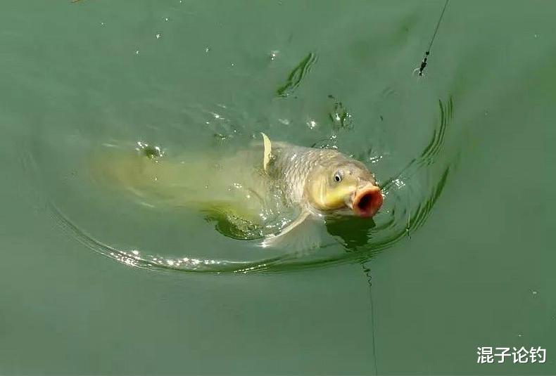 #鲤鱼#野外钓鱼你得会“看星”，否则鱼进窝了你都不知道