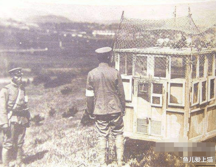 『日军』抗日战场上最危险的动物，一旦发现宁可不杀鬼子，也要先干掉它
