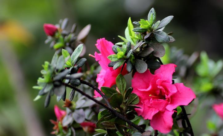 运势@7月开始运势不错会，好运多多，五福临门的生肖