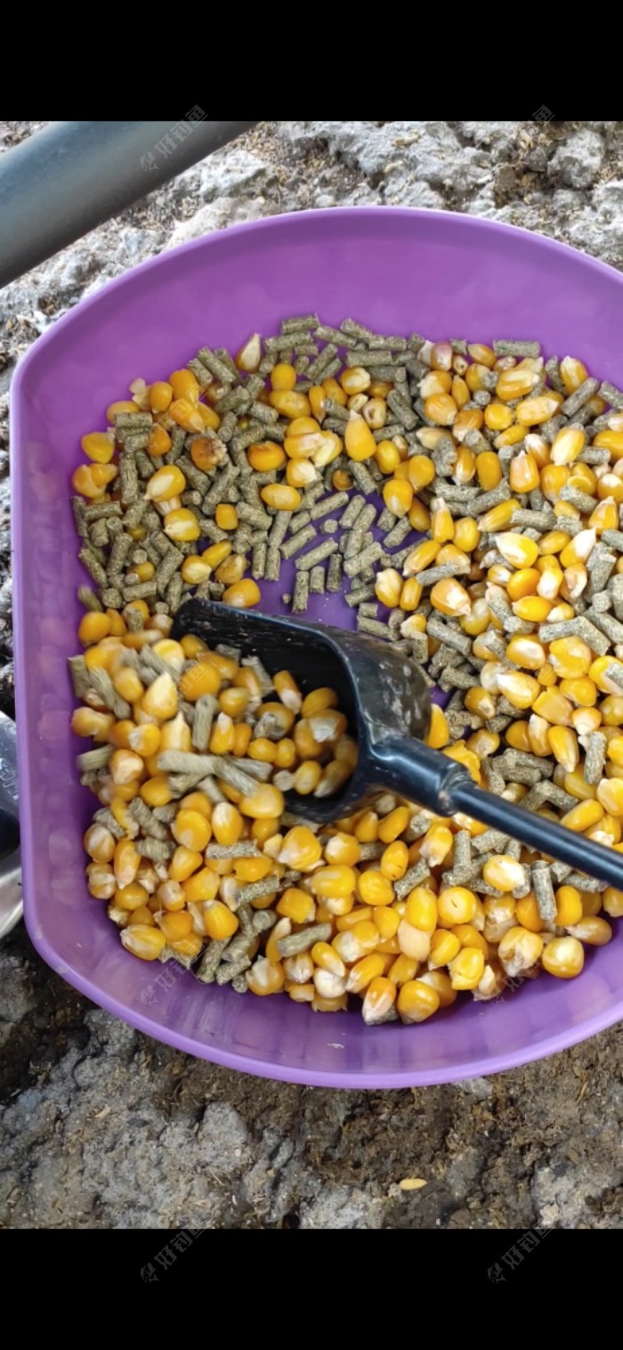 玉米|「垂钓纪实」 爆杆报仇之跑鱼连连……