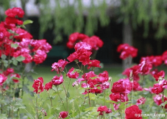 生肖|8月下旬起,4属相得贵人指点,运势高涨,富贵临门,欣欣向荣