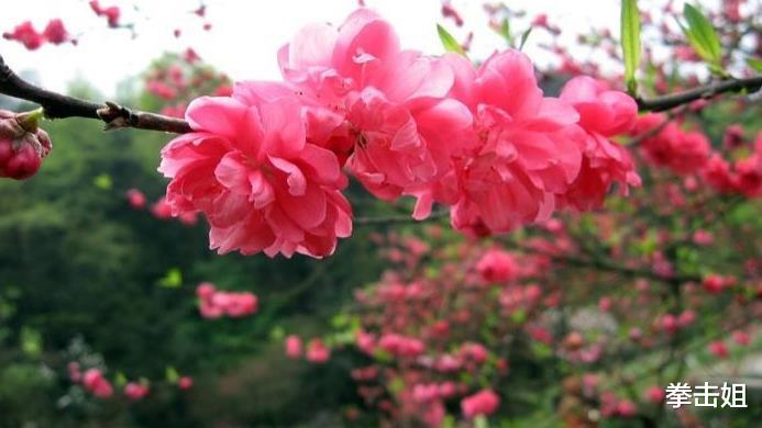 [生肖]最近七天起正财翻涨，步步高升，迎来一波获利渠道，财源滚滚来的生肖
