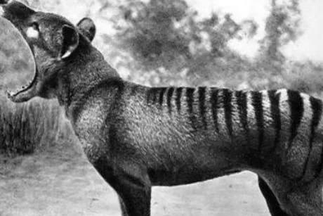 「科学家」消失了83年后，它竟再次出现，科学家担忧：人类会使其再次死亡