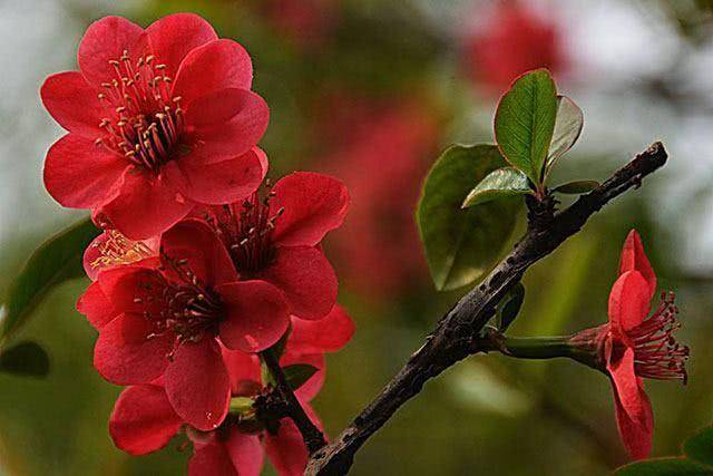 『』下周开始，好运找上门，好运来袭，喜事接二连三的三大生肖！