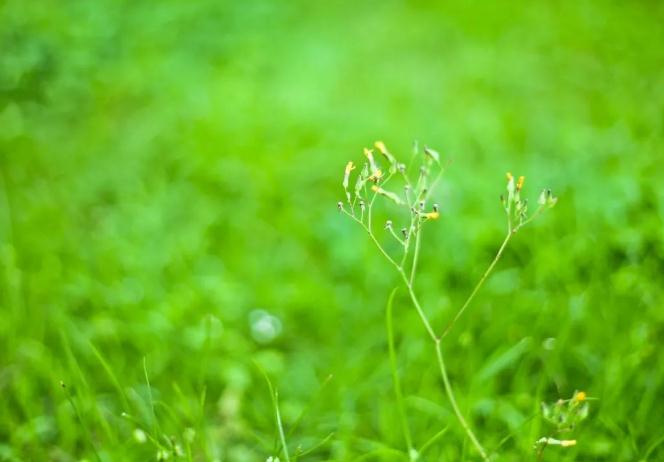 「白居易」白居易16岁时写的一首诗，选入小学教材，流传至今成了千古绝唱