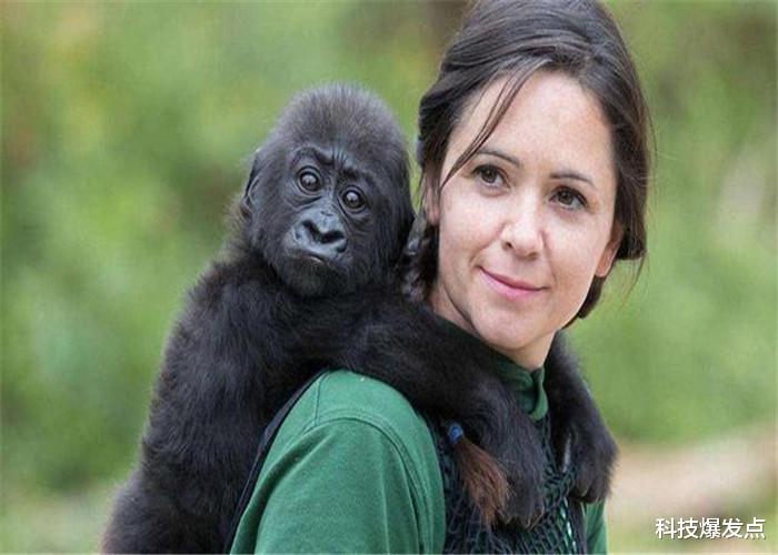「黑猩猩」大猩猩有和人结合的可能吗？女科学家以身试险，结果如何？