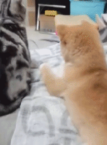 新车|两口子买了个二手A4，挂红绸，逢人就说是全款新车，哈哈哈