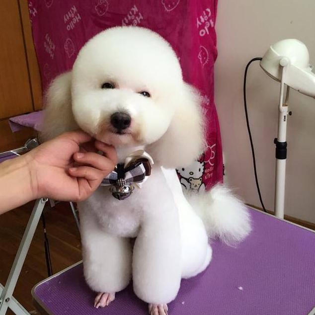 宠物美容|宠物美容店,最不愿意接的“五种狗”,是你家狗子吗?