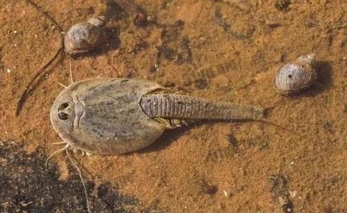 恐龙|在地球活了2亿年的动物，中国人用来喂鸡，日本人却将它视为宝！