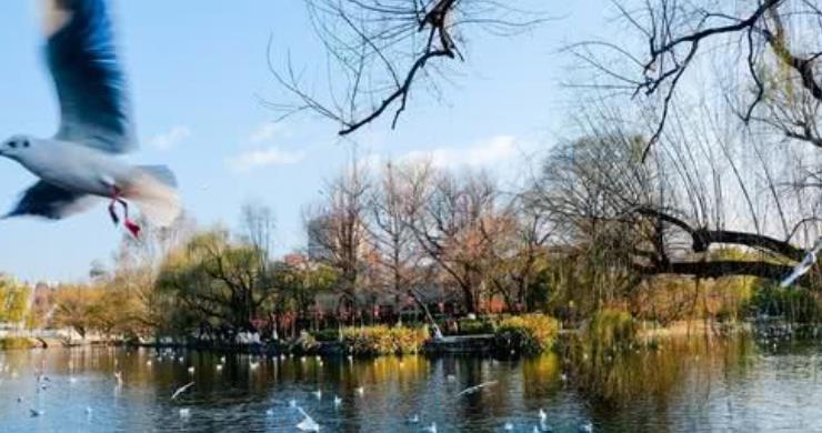 昆明|这是中国最舒适的城市，四季如春，去了就不愿意走