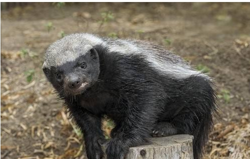 登月|平头哥的克星是什么？