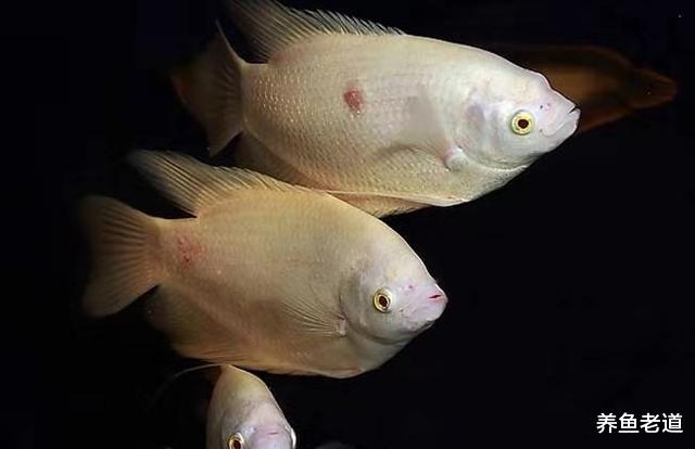 如果想要给自己的观赏鱼缸减密，先减哪些品种的鱼比较好？