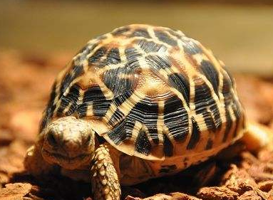 鲨鱼|10个冷知识：你可能想不到，蜗牛竟然是世界上牙齿最多的动物