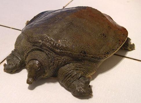 甲鱼|农村里的两大\杀手\，村里人对它们谈虎色变，如今却成餐桌美食