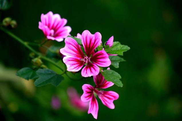 顾景舟：十大经典紫砂壶器型，你认得几个？