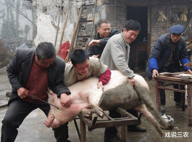 戏说三农 私自“杀年猪”系违法？最高可罚1万？真的假的？农村人速了解！