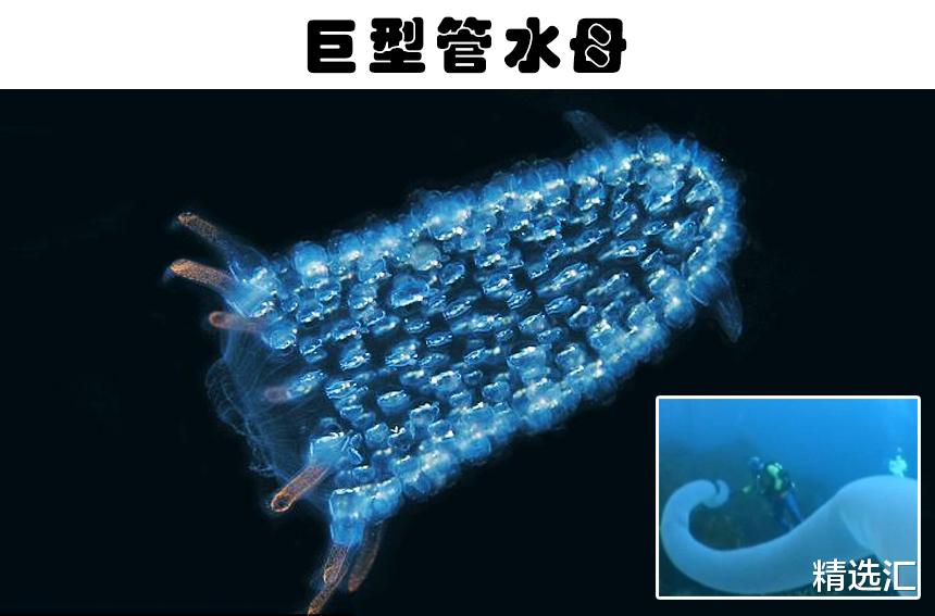 水母|你可能还没了解过的7种巨型动物