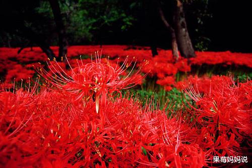 星座爱情观|国庆期间，桃花运来袭的四大星座，重燃爱的烈火