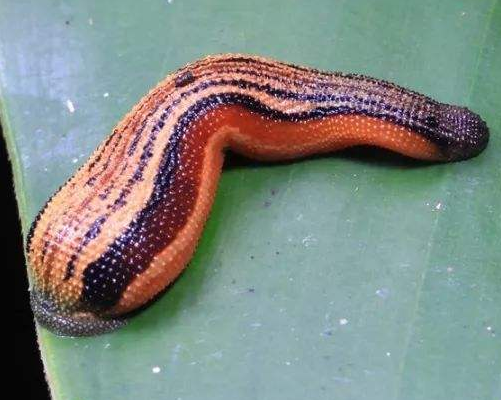 「」蚂蟥是一种让人又爱又恨的生物，而且这种蚂蟥如果被误食，在人体内都能繁殖！