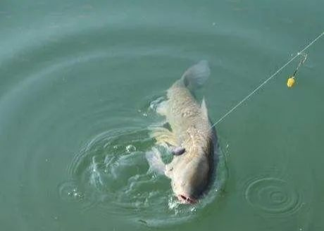 【】夏季钓鱼难？看完这些你就知道问题出在哪了！——盛世三渔