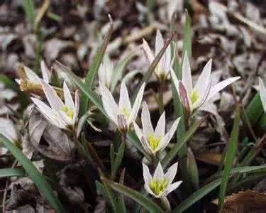 痛风|?打一针，痛风就不痛了！真的有这种好事吗？