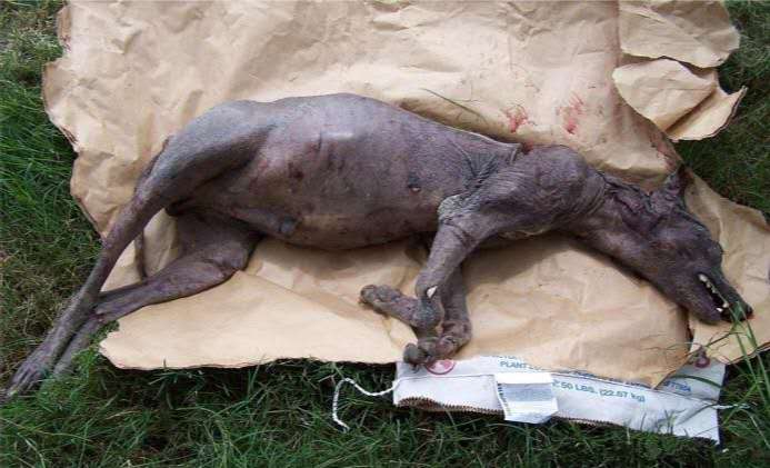 |美国多地曾出现未知生物，不是野生动物行为，至今难以解释