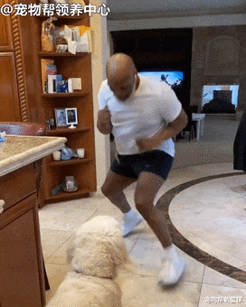 [迈克·泰森]拳王泰森隔离在家，和狗子“比拳”，猜猜最后谁赢了？