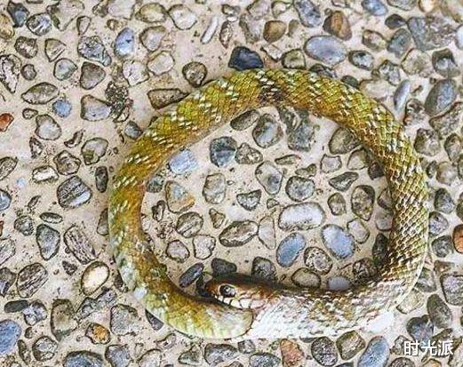 科学家|自己吃掉自己,延长寿命30年:唯一被诺贝奖证实的延寿理论