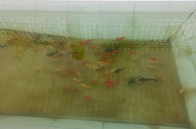 羡慕! 50多万就能建这么棒的别墅, 院子种花草葡萄、养鱼