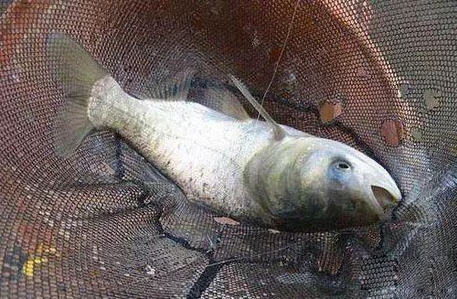 【】鲢鳙的八个常识，学会后不上鱼你找我