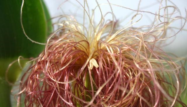 高血压|高血压：4种“升压王”请撤下饭桌，若贪吃，吃再多降压药都白费