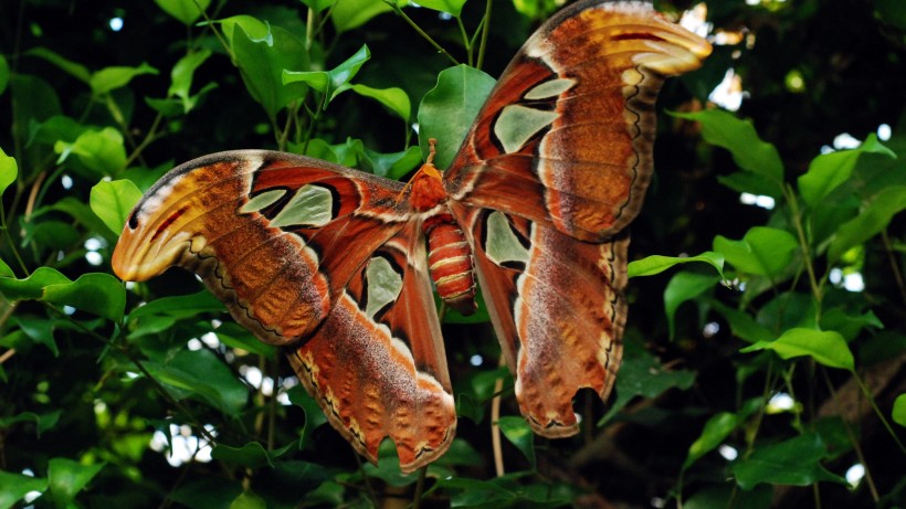 「生肖」未来7天，前缘回归，姻缘回环，兜兜转转将与前任复合的四大生肖