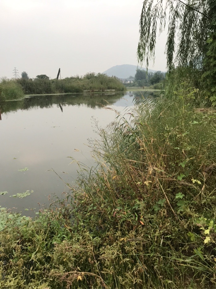 鲫鱼|今天鱼口不错，没一会，收获鲫鱼三斤