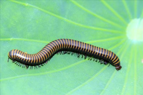 超能力|喷火，放毒，全球8种拥有近乎有超能力的生物