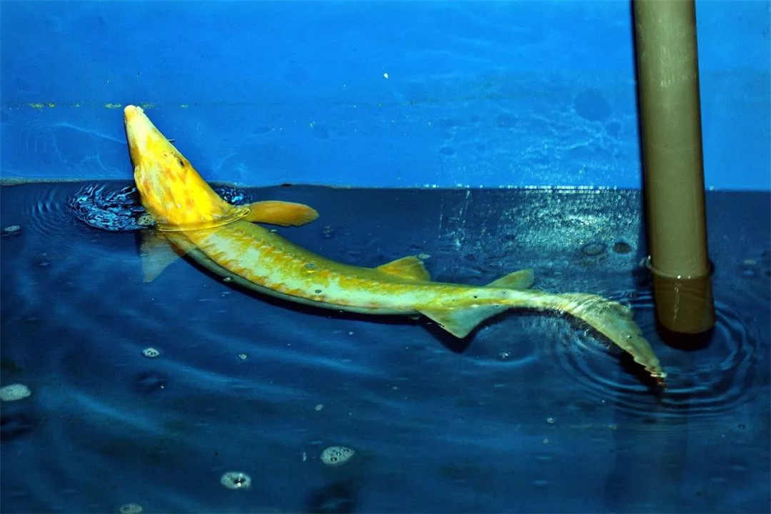 科学家|已灭绝的生物，84年后为何再次出现？难道地球生命是个轮回吗？